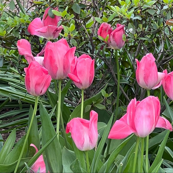 PLEASE, LIKE, FOLLOW & SHARE, SHARE, SHARE! THANK YOU!❤️❤️ - Picture 9 of 16